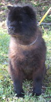 Pepper the Senior Chow Chow