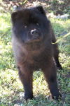 Pepper the Senior Chow Chow