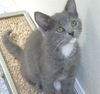 Missy the Gray Kitten