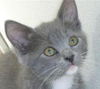 Missy the Gray Kitten