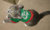 Missy the Gray Kitten