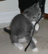 Barney the Gray Kitten