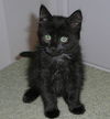 Mandy Jodie the Black Kitten