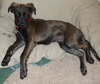 Gwenivere the Puppy