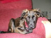 Gwenivere the Puppy