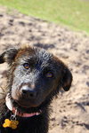 Gwenivere the Puppy