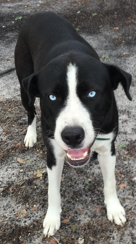 Flash-Border Collie/Husky blend
