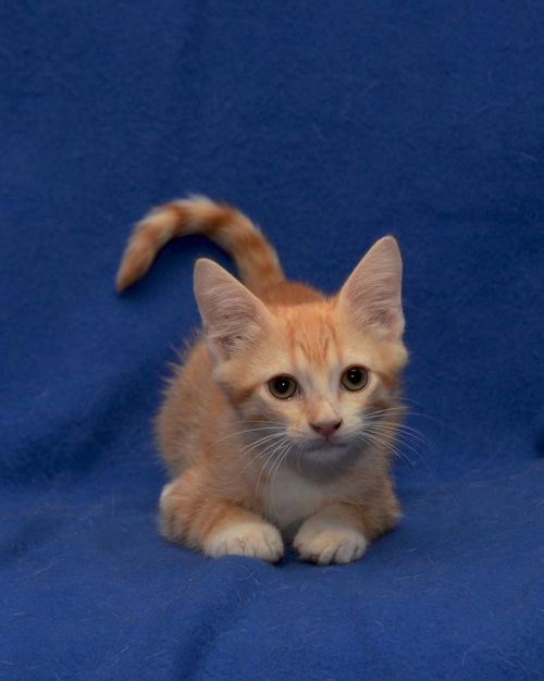 Marmalade