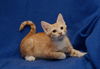 Marmalade