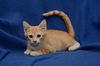 Marmalade