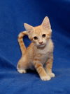 Marmalade