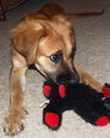 Morgan the Puppy