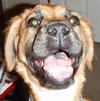 Morgan the Puppy