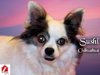 Sushi the Long-Haired Chihuahua