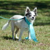 Sushi the Long-Haired Chihuahua