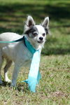 Sushi the Long-Haired Chihuahua