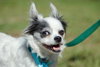 Sushi the Long-Haired Chihuahua