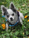 Sushi the Long-Haired Chihuahua