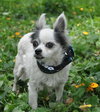 Sushi the Long-Haired Chihuahua