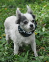 Sushi the Long-Haired Chihuahua