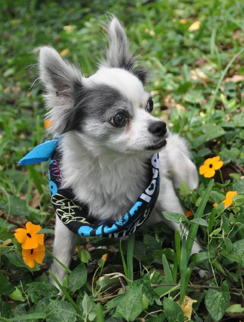 Sushi the Long-Haired Chihuahua