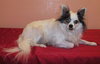 Sushi the Long-Haired Chihuahua