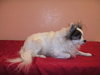 Sushi the Long-Haired Chihuahua