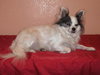 Sushi the Long-Haired Chihuahua