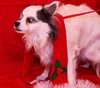 Sushi the Long-Haired Chihuahua