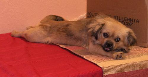 Randy the Tibetan Spaniel