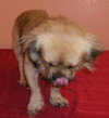 Randy the Tibetan Spaniel