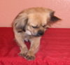 Randy the Tibetan Spaniel