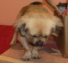 Randy the Tibetan Spaniel