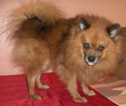 Rocky the Pomeranian
