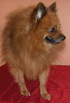 Rocky the Pomeranian