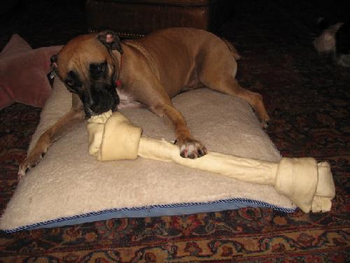 Roofus th Boxer