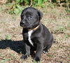 Eta the Puppy
