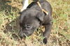 Eta the Puppy