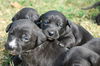 Eta the Puppy