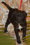 Eta the Puppy