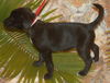 Eta the Puppy