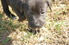 Zeta the Puppy