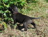 Zeta the Puppy