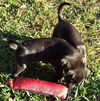 Zeta the Puppy