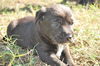 Rho the Puppy
