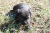 Rho the Puppy