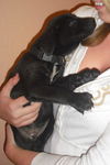 Rho the Puppy