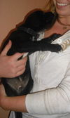 Rho the Puppy