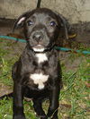 Boomer the Puppy