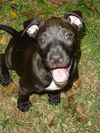 Allie the Puppy